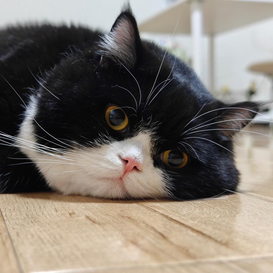 胡糯米🐱