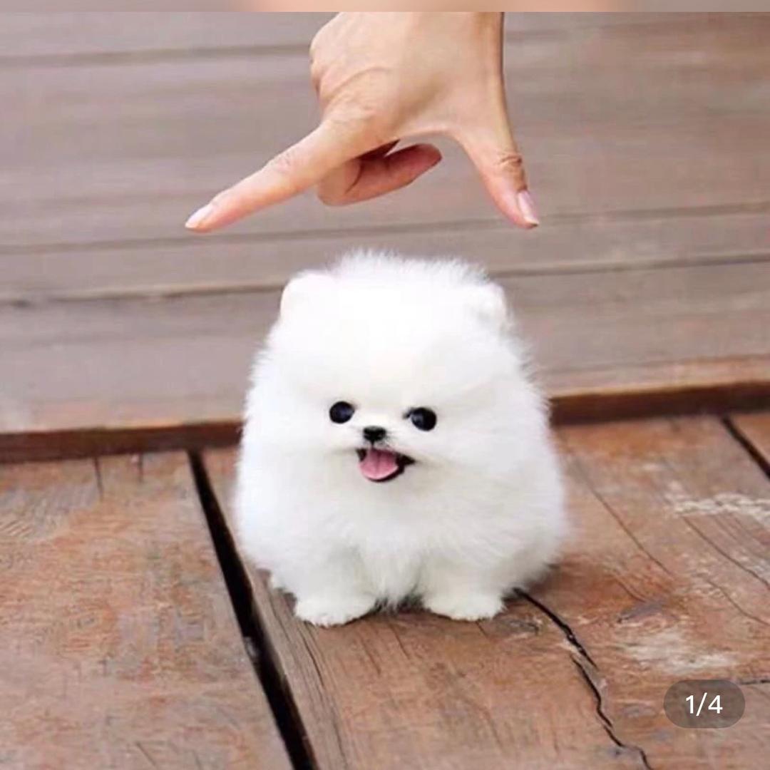 莱曼德博美