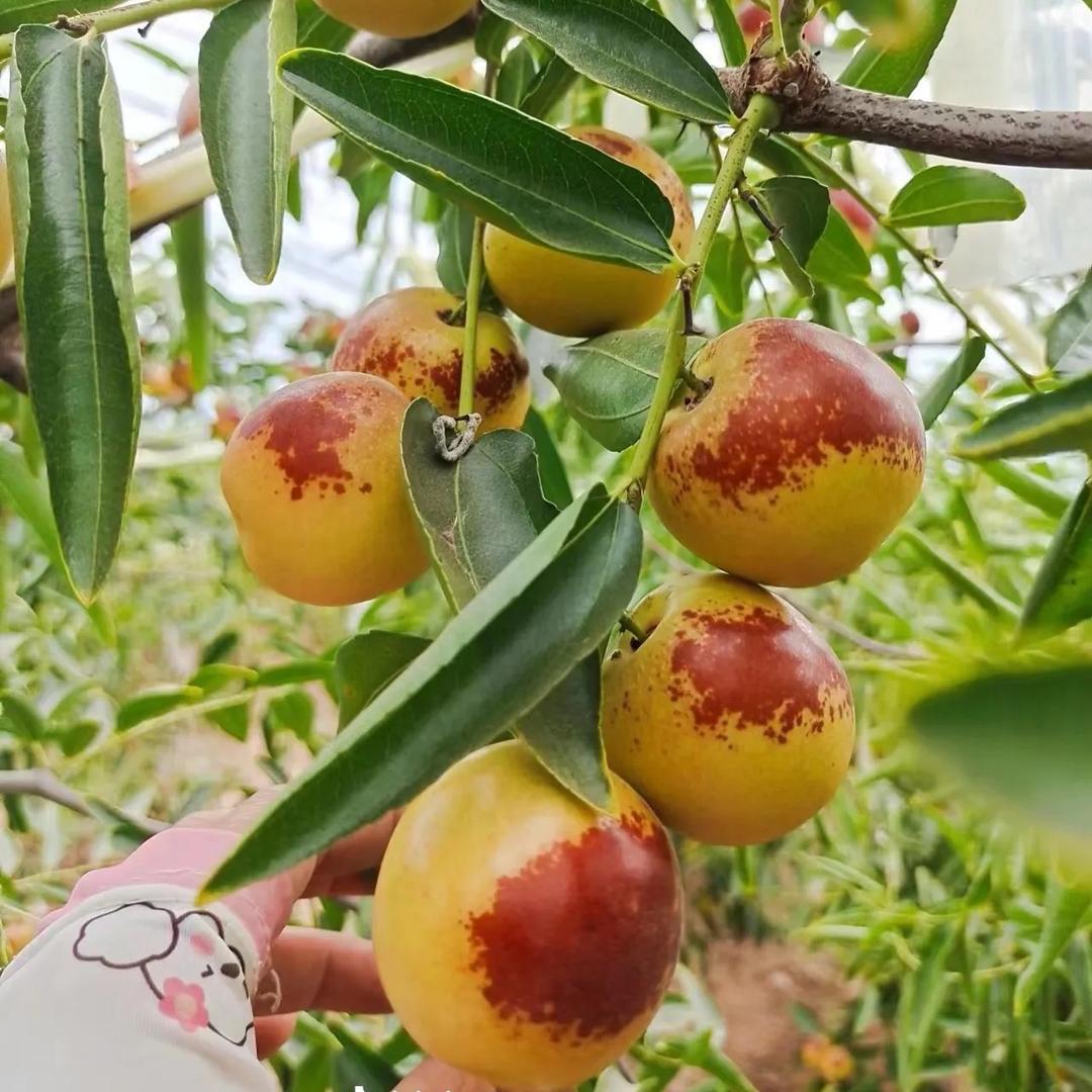 𨤍䨻生鲜