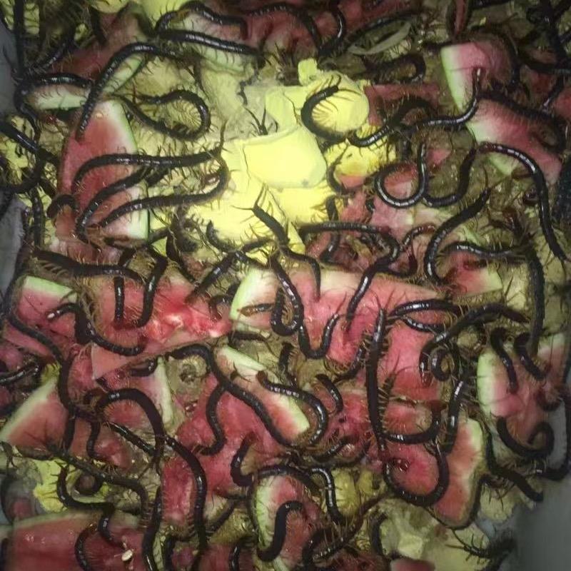 蜈蚣室内控温单条养殖