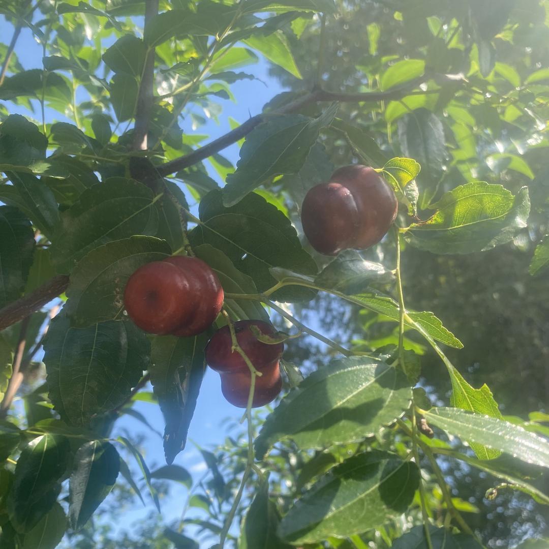 荣迪果树苗木专营店