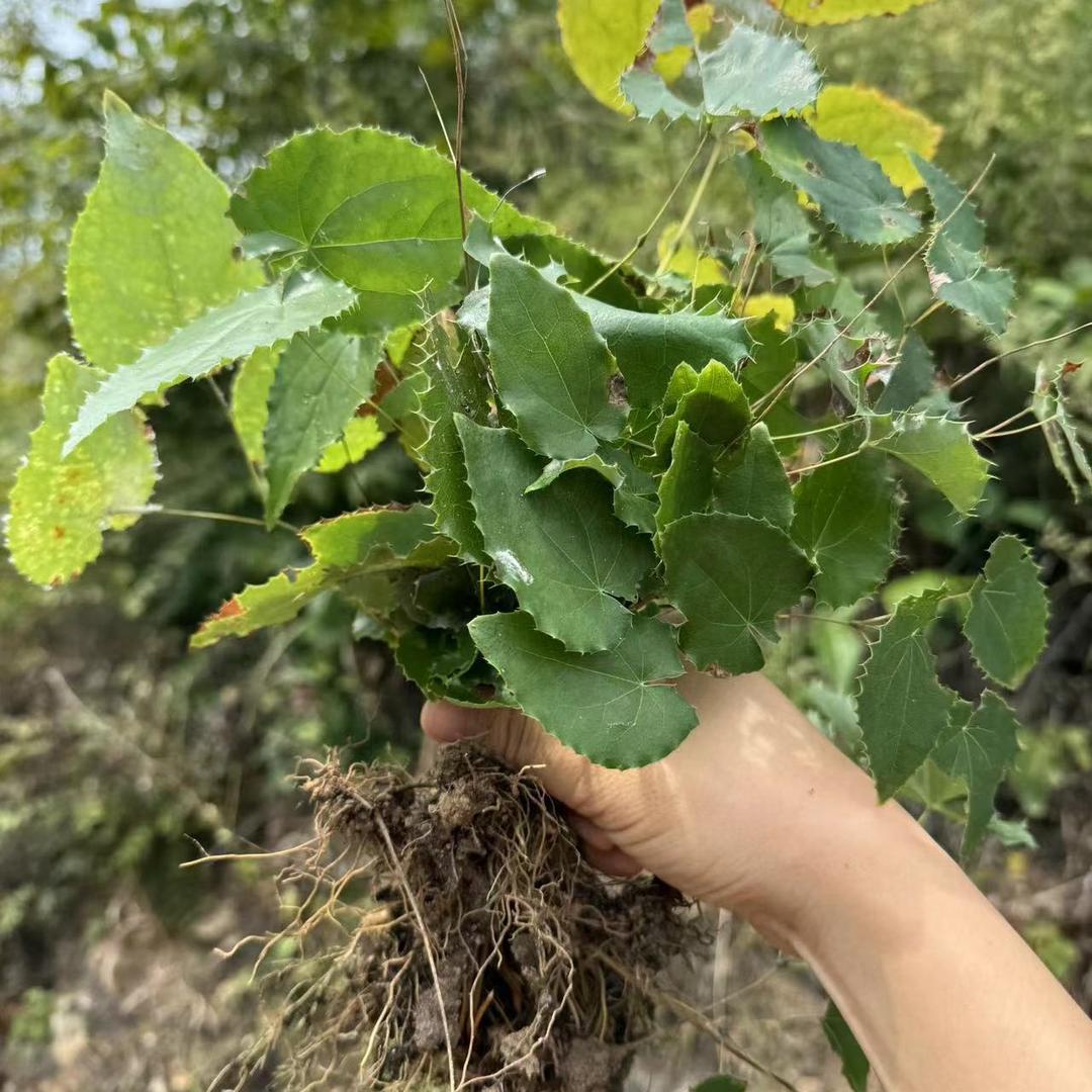 淫羊藿种苗批发