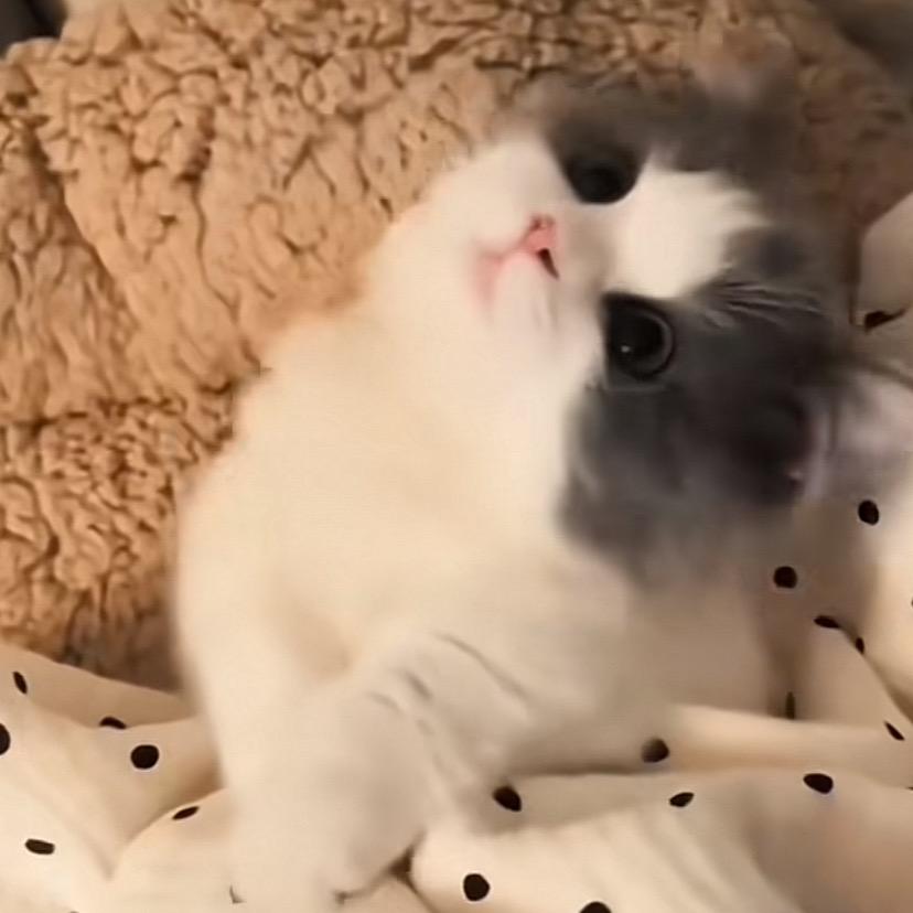 凯凯.