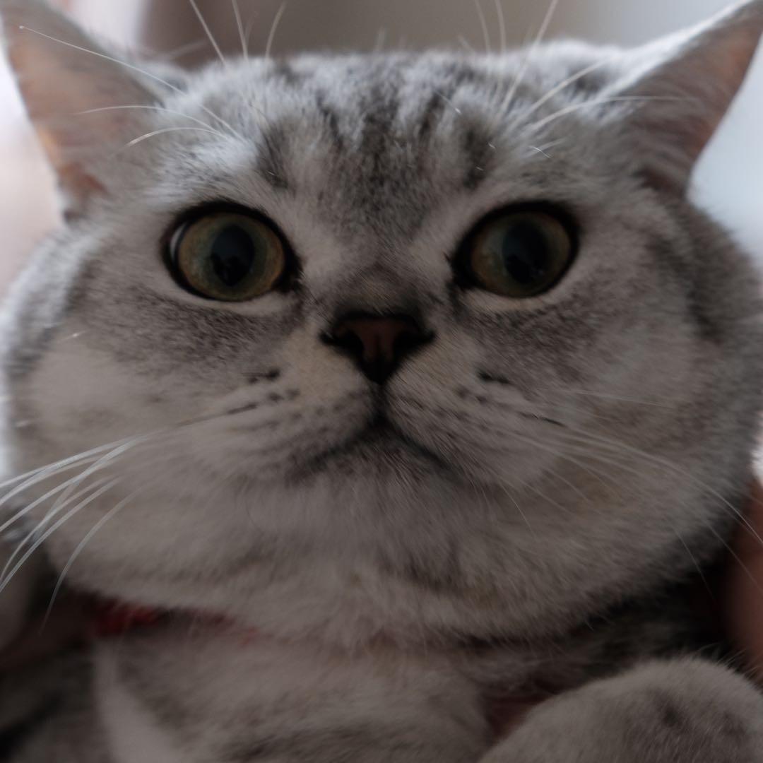 汪十一