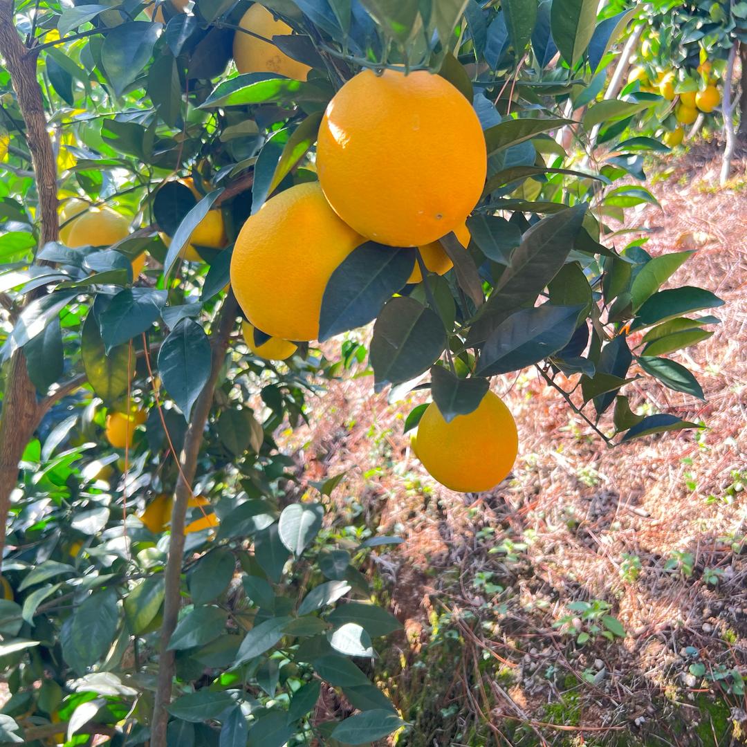 小歆赣南脐橙