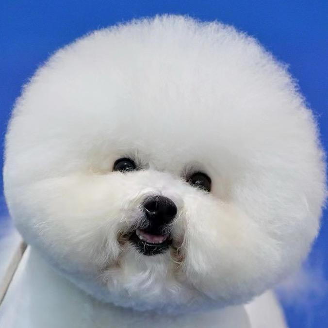 佳佳比熊老玩家