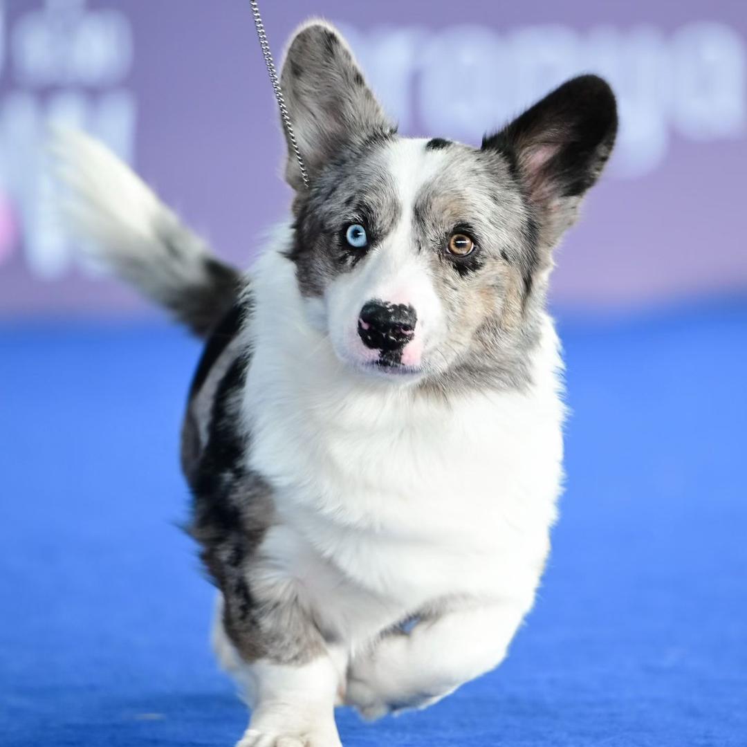 北京卡迪根柯基～暴走圣殿犬舍