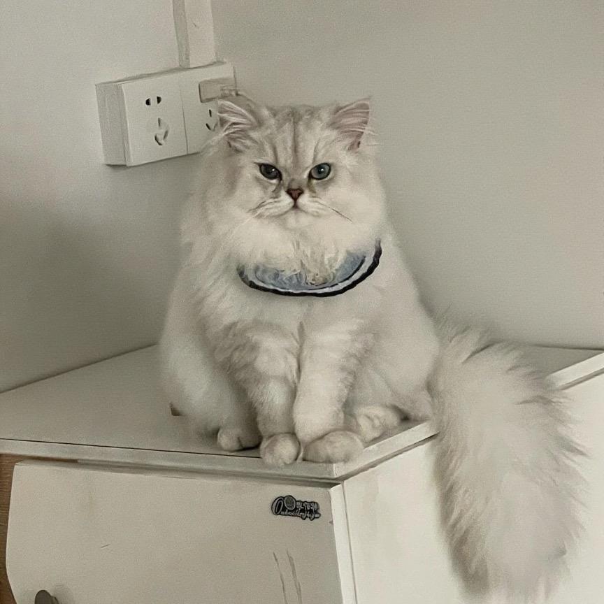 暖暖的成长日记🐾