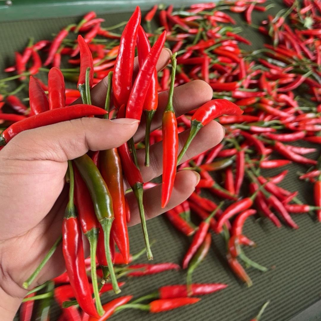 辣椒阿桂哥农产