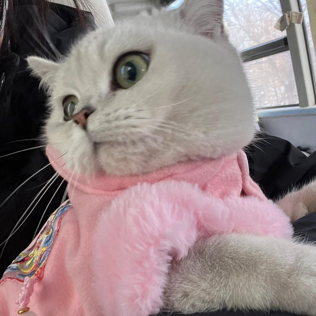 一只多多