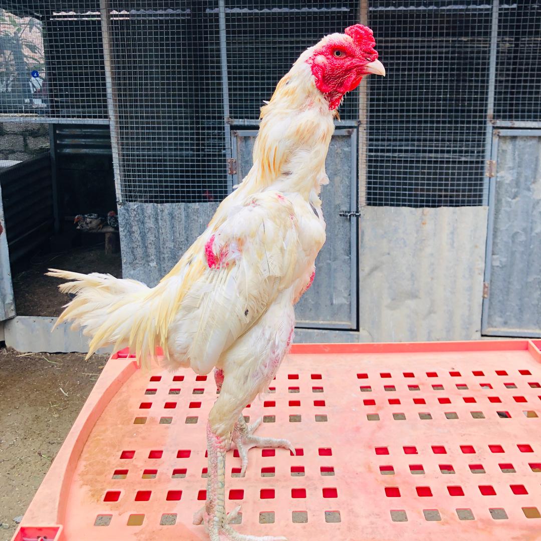 小孟《斗鸡养殖》