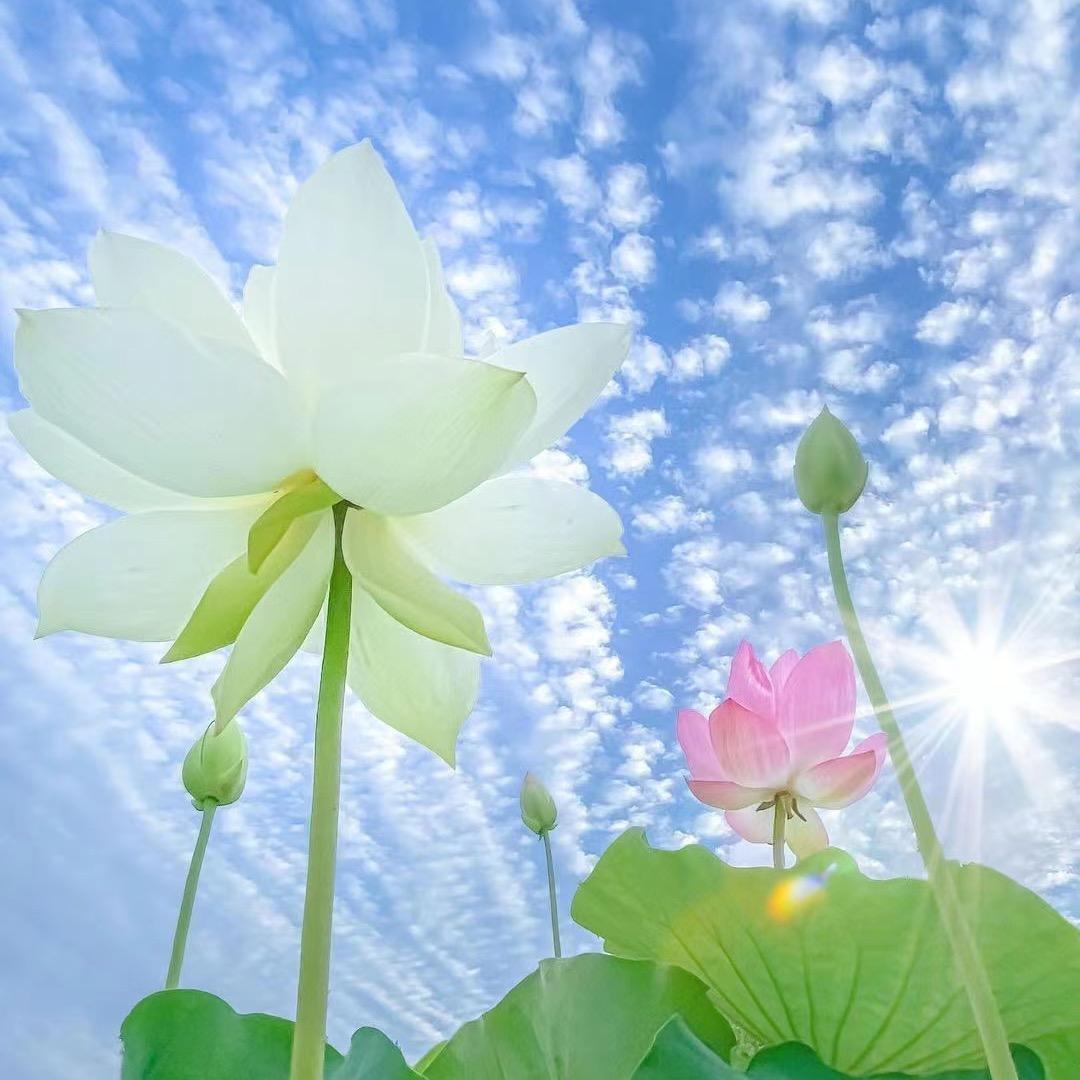 不谈往事🌼