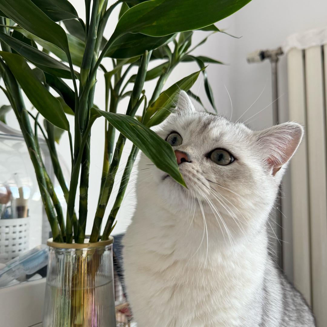帽衫是只猫🐱