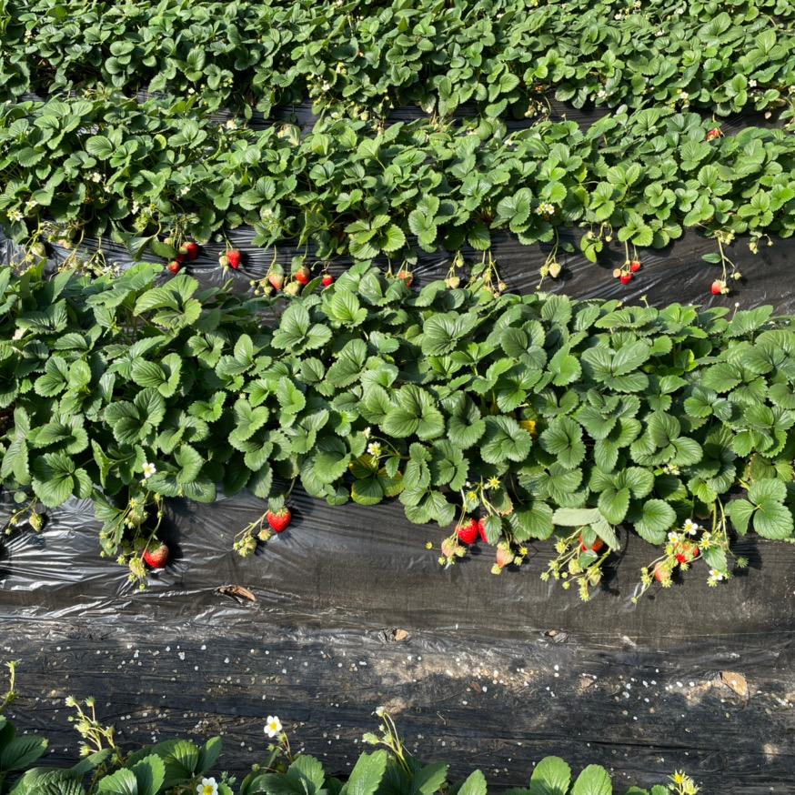 榆林市快乐草莓采摘园