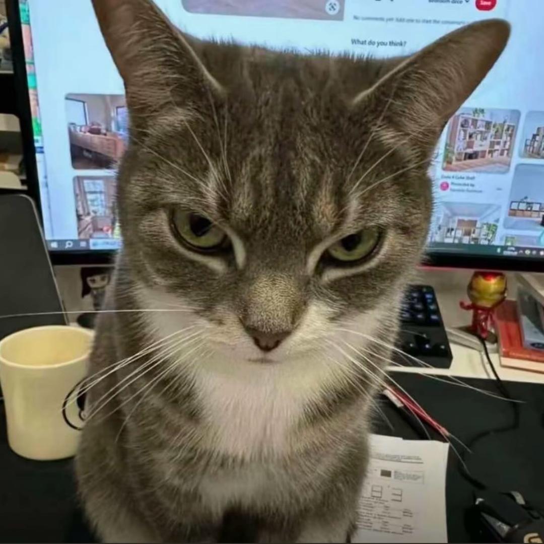 猫咪baby