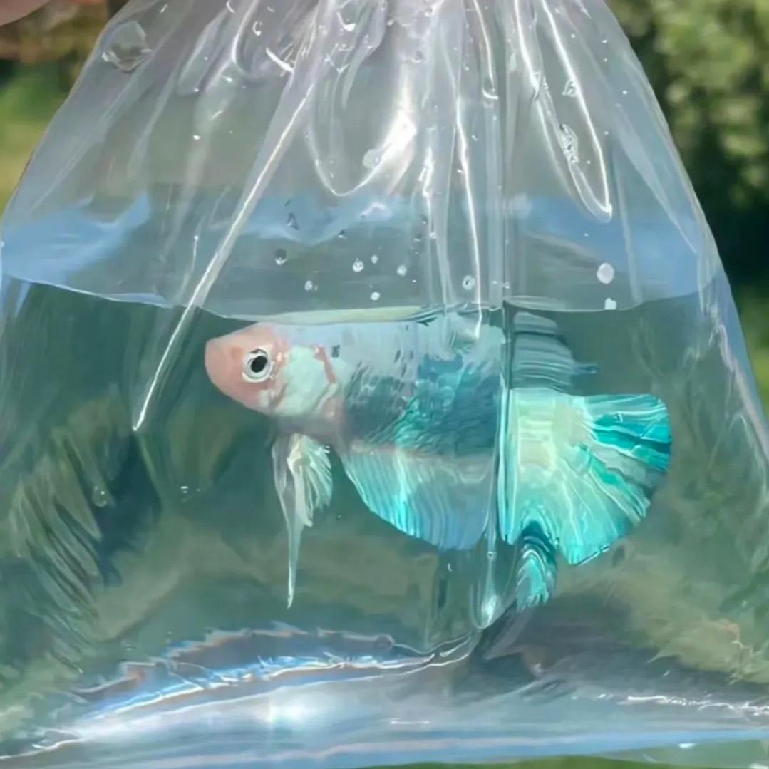 倩倩的吃吃日记