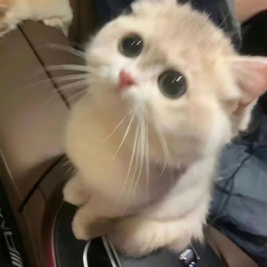 只爱酱香饼