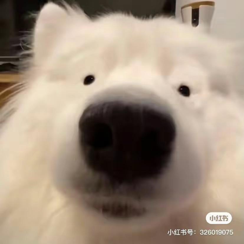 杨北北
