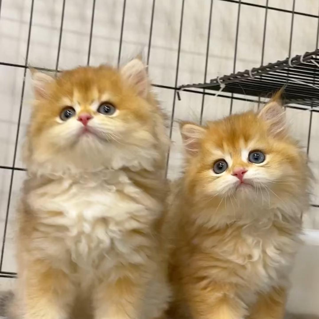 凤铝铝材(朱村大街店)凤铝铝材朱村直播号