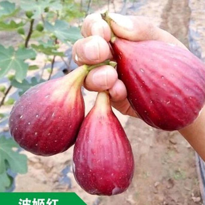 鲁森果树苗木专营店