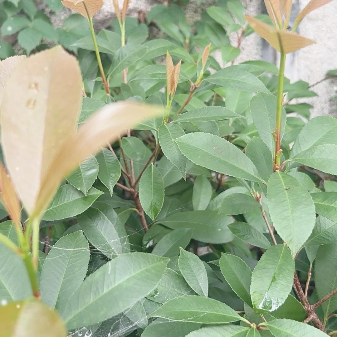 App拉新充场波哥
