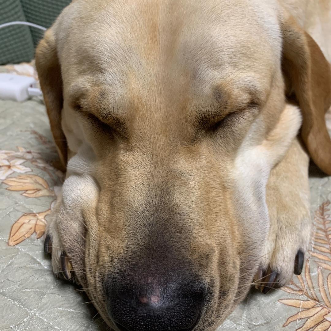 啵啵( ⁼̴̀ .̫ ⁼̴́ )✧