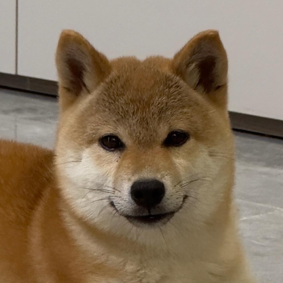 柴犬花生🥜