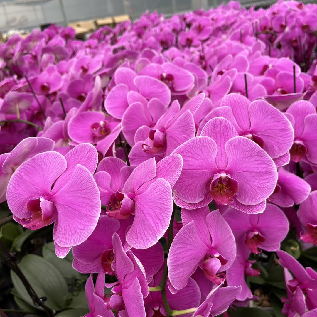艺槿花卉