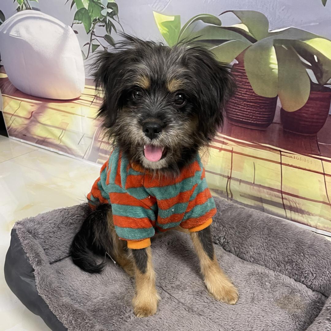 哆哆小公主精选