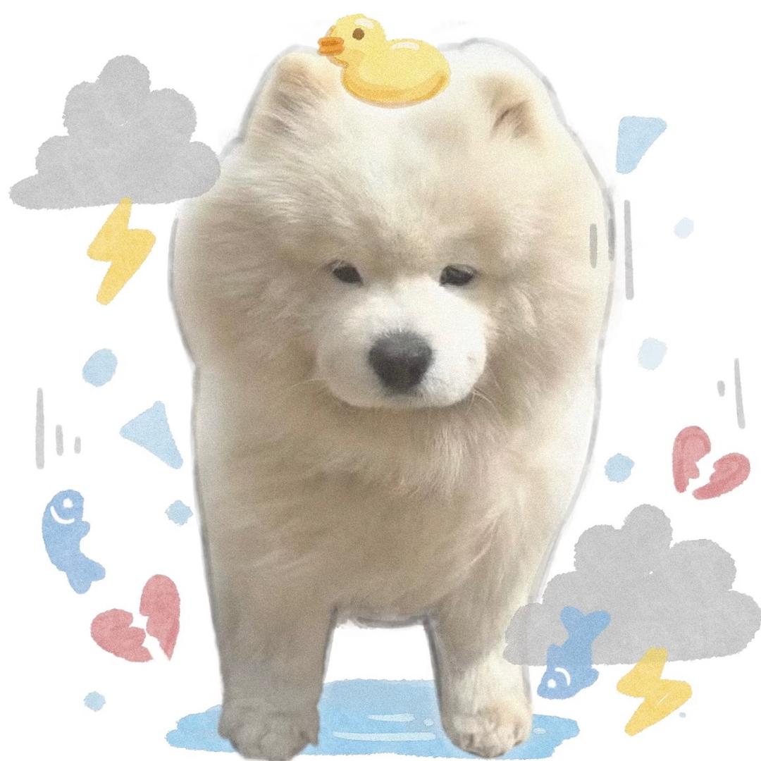 小狸