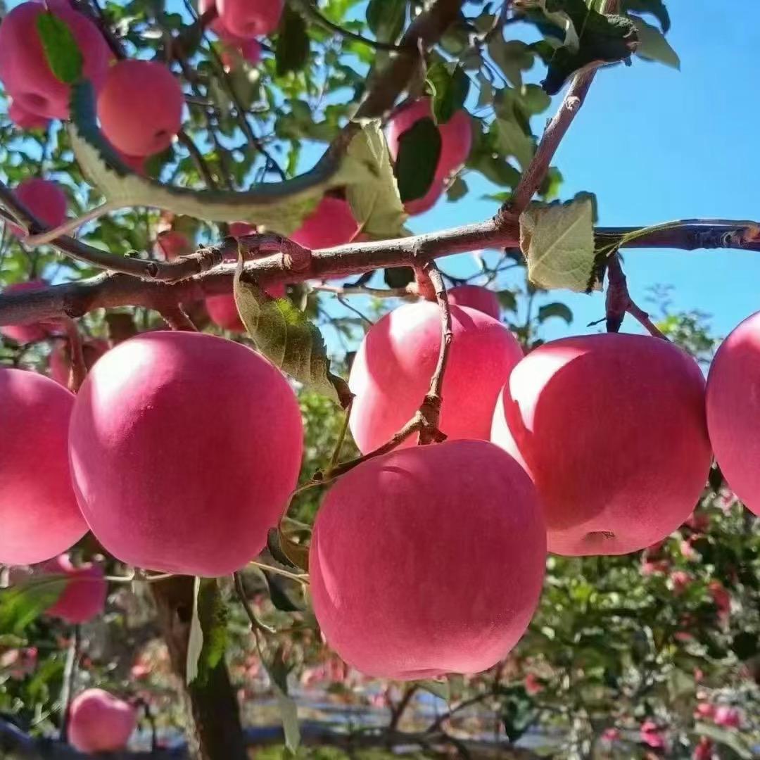 依然红果品生鲜