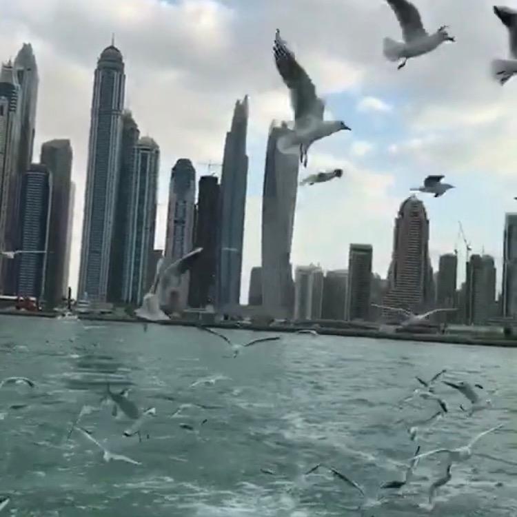 雷迪森🏙