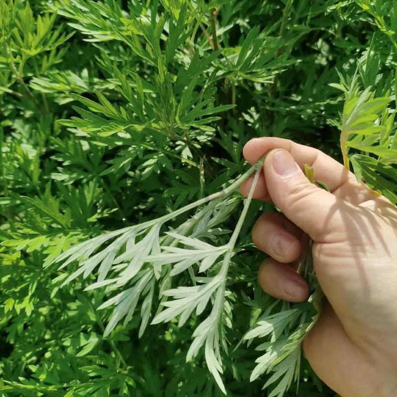 老艾坊艾草布艺工厂店