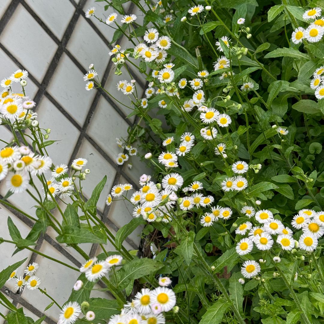 🌸花🌸