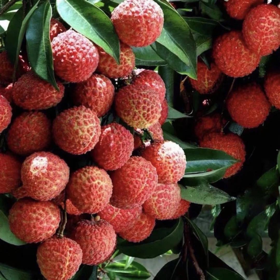 陆源果树苗木专营店