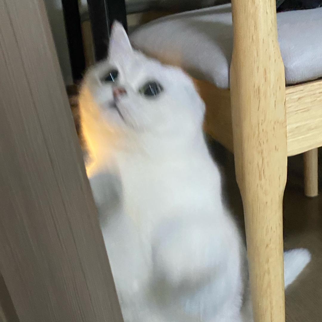 ᓚᘏᗢ
