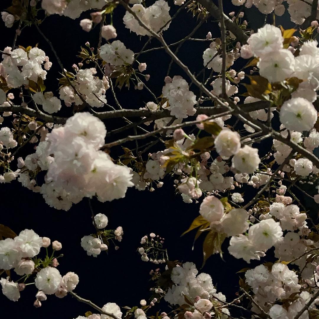 云朵上的棉花糖～