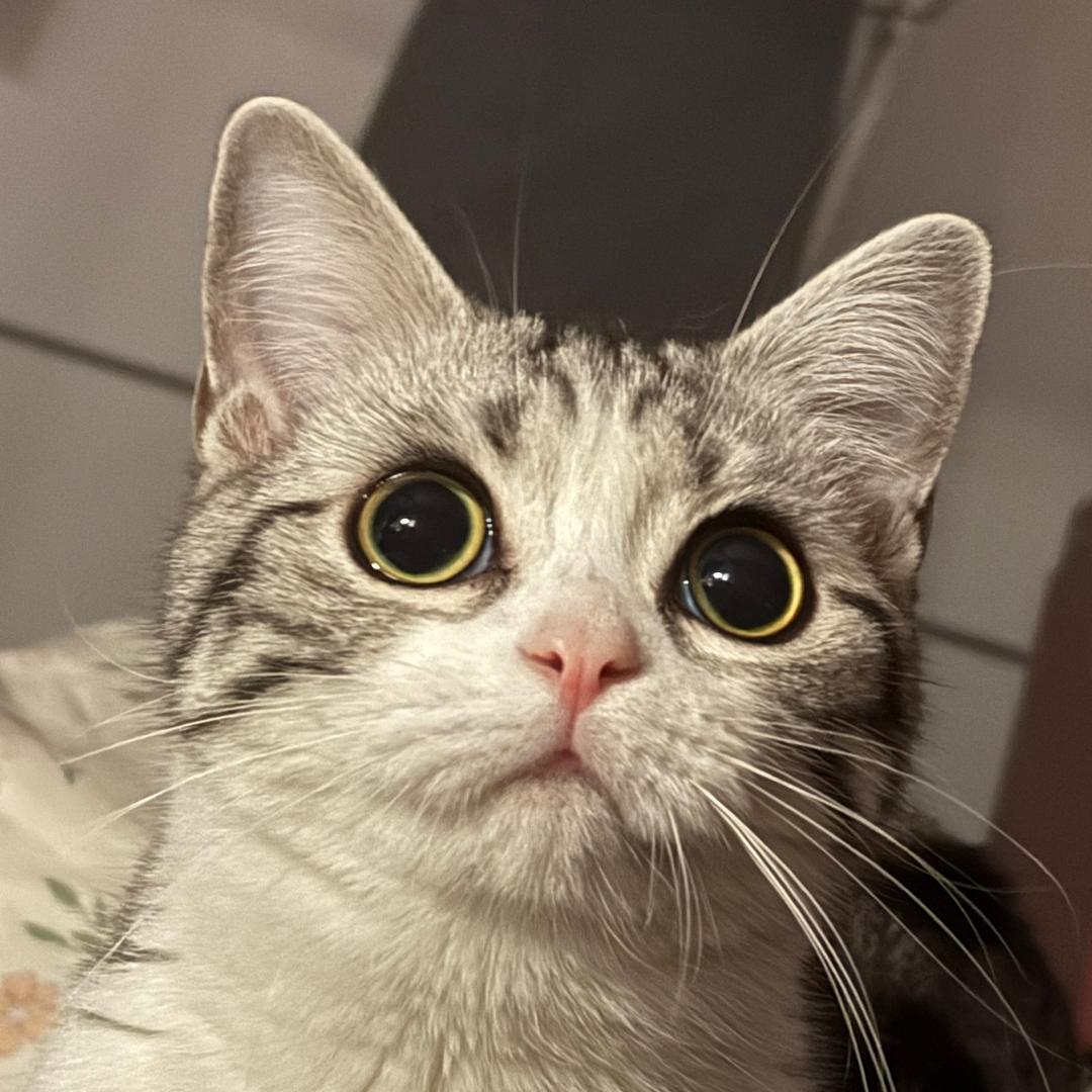 失眠纯牛奶