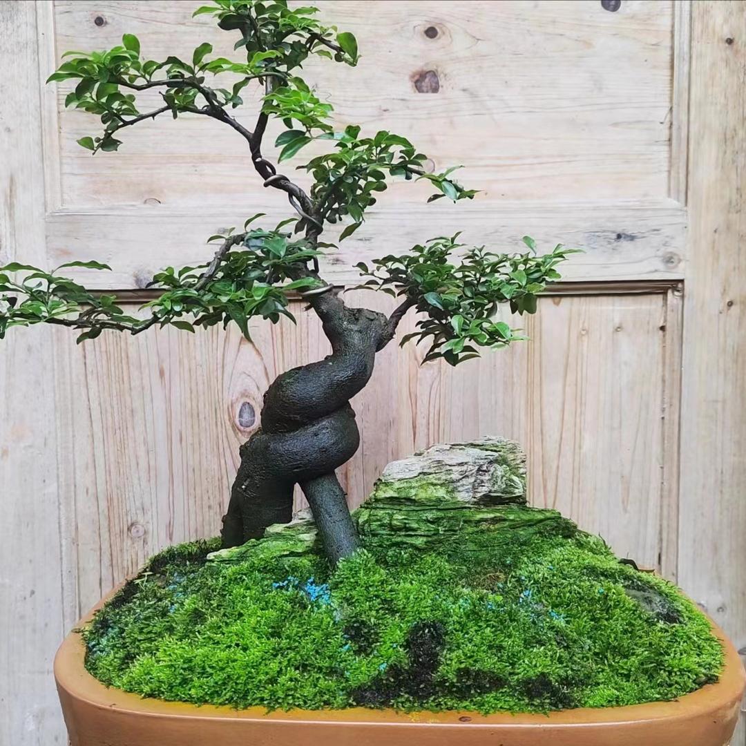 美兰绿植园艺