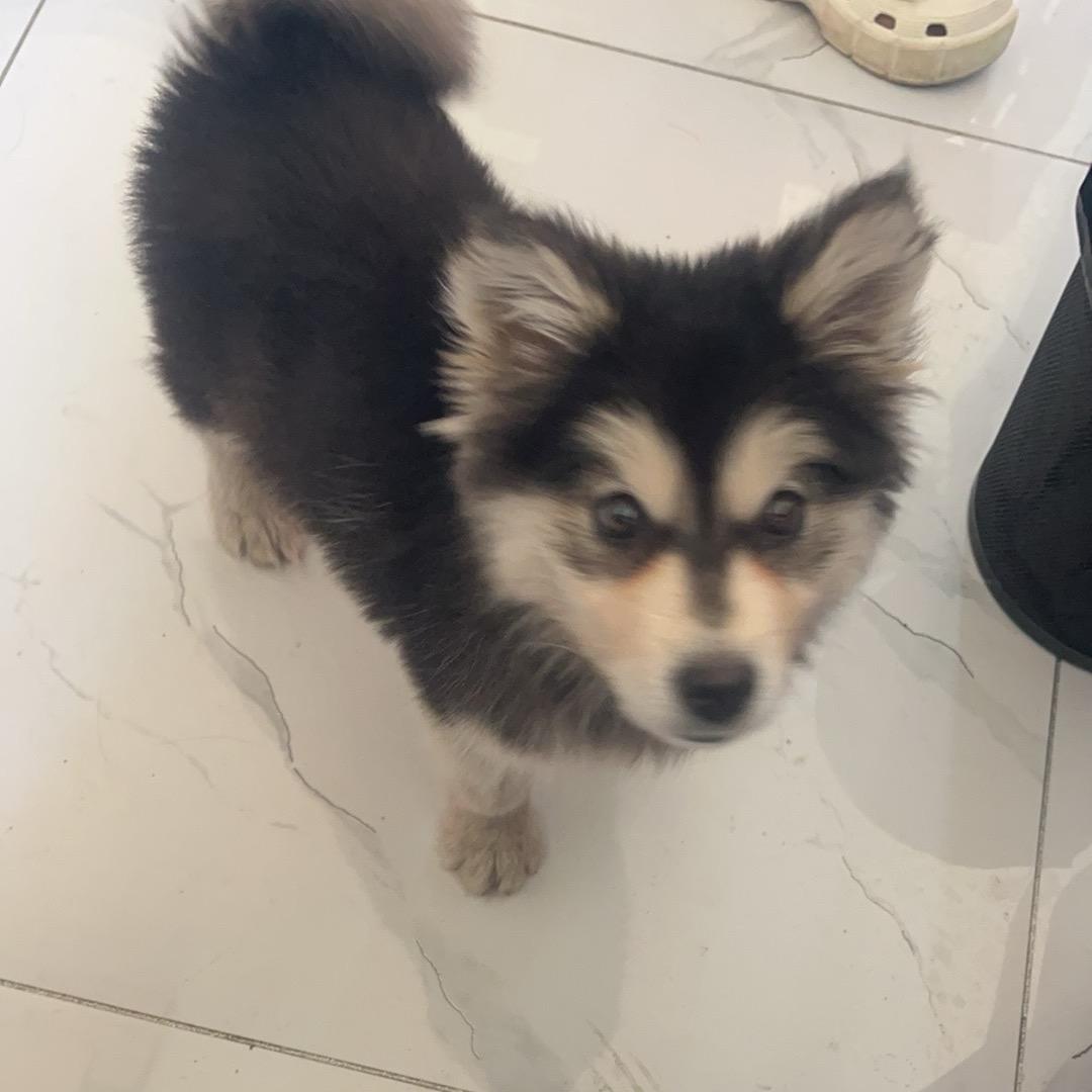 Morii う
