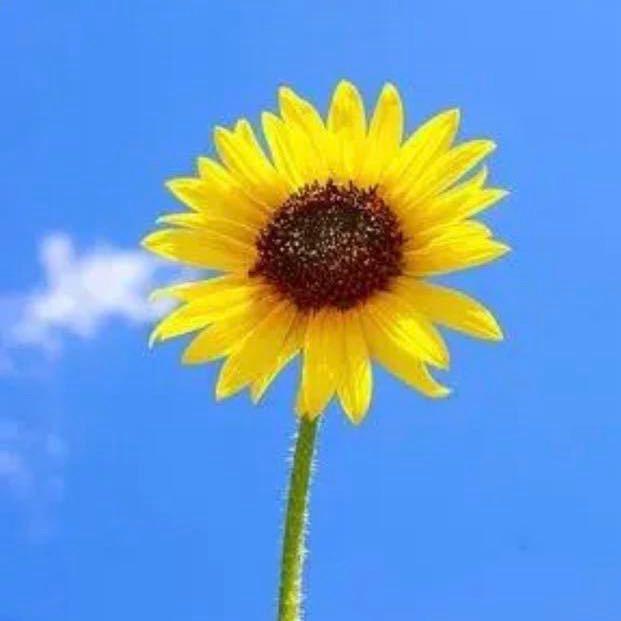 ꧁ღ赵财猫ℋღ᭄꧂