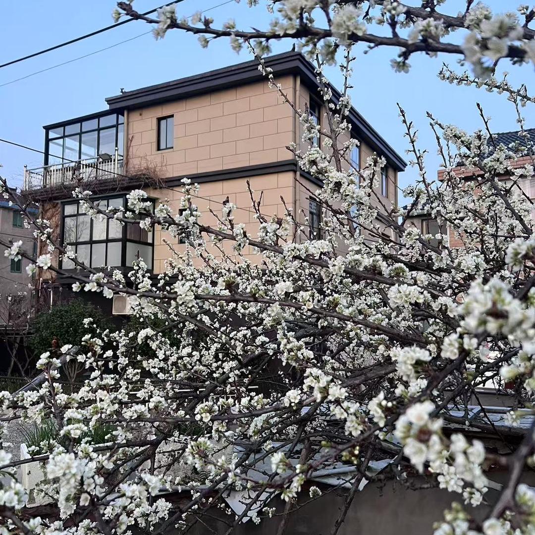 花树下🌸🌲（建设中）