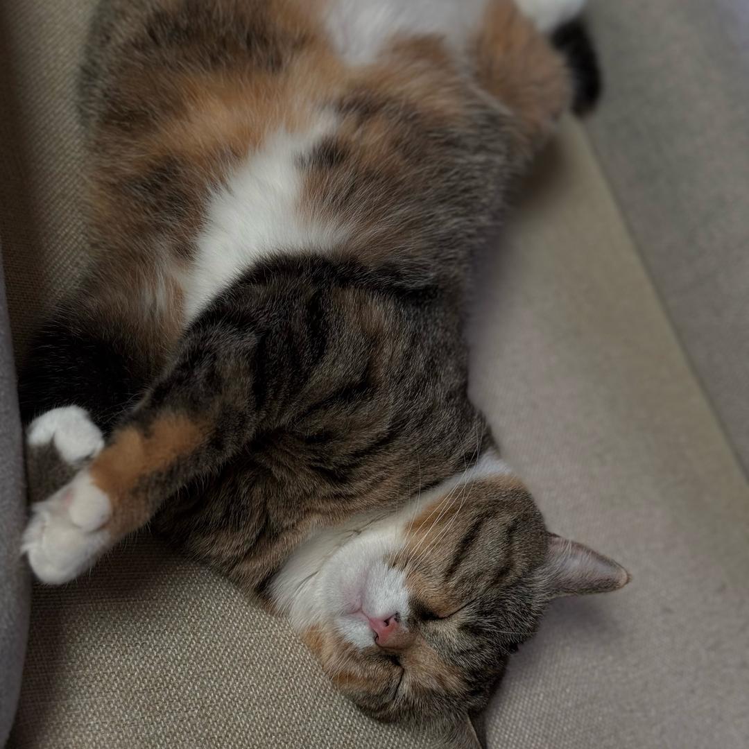 美猪是只猫