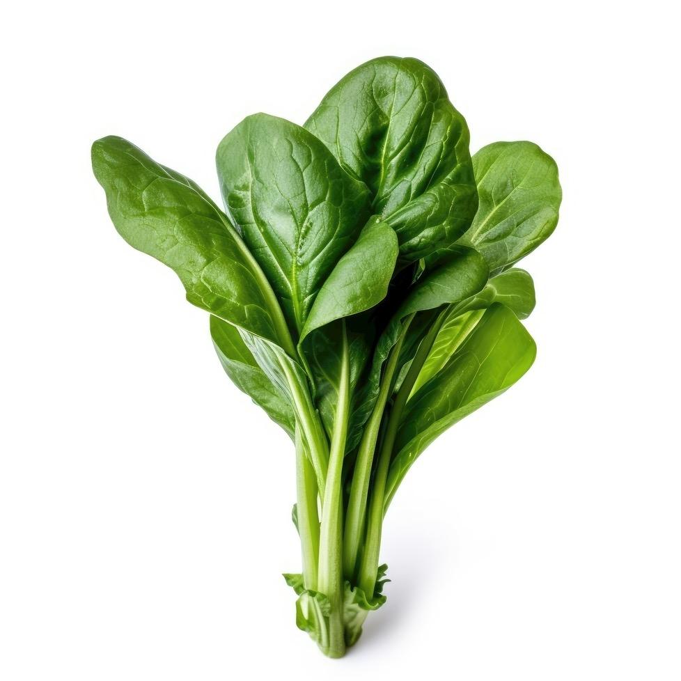 菠菜🥬