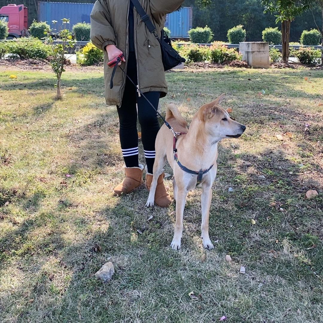 田园犬六六