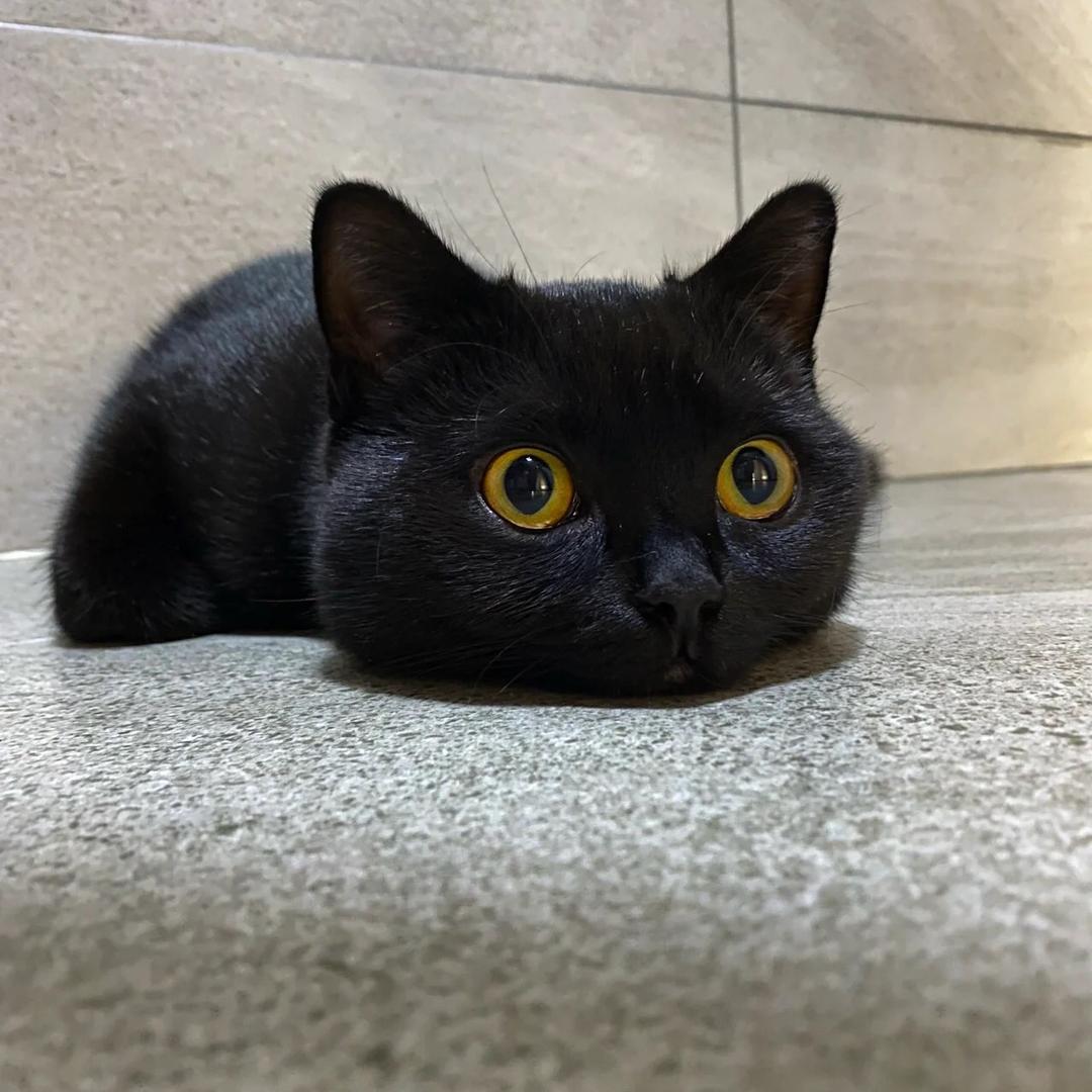 猫哥很快乐