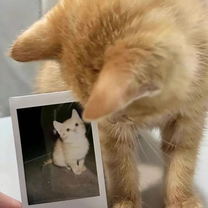 那只肥猫🐈