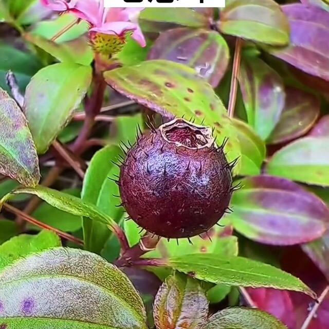 小童头像