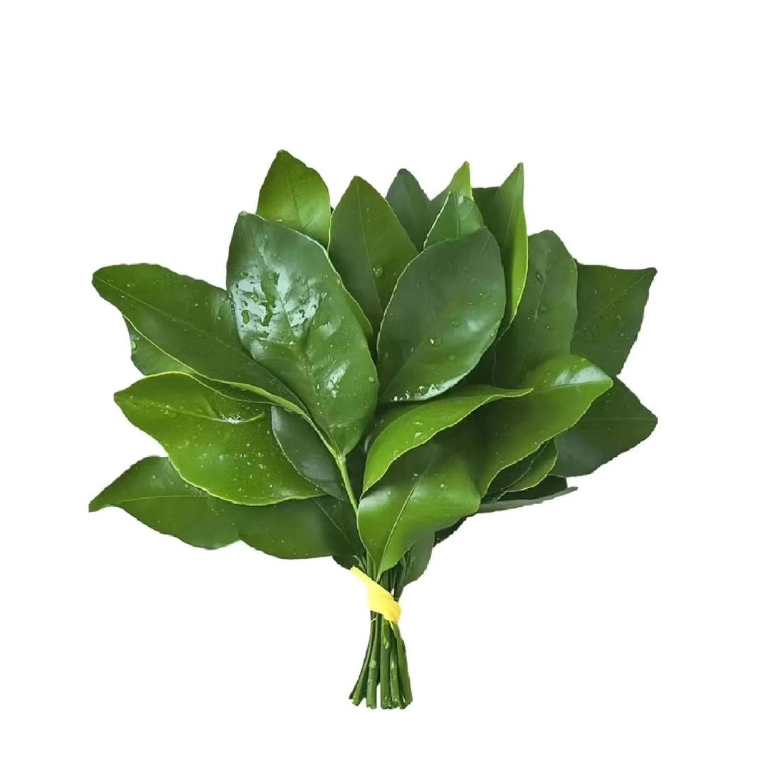 月见草