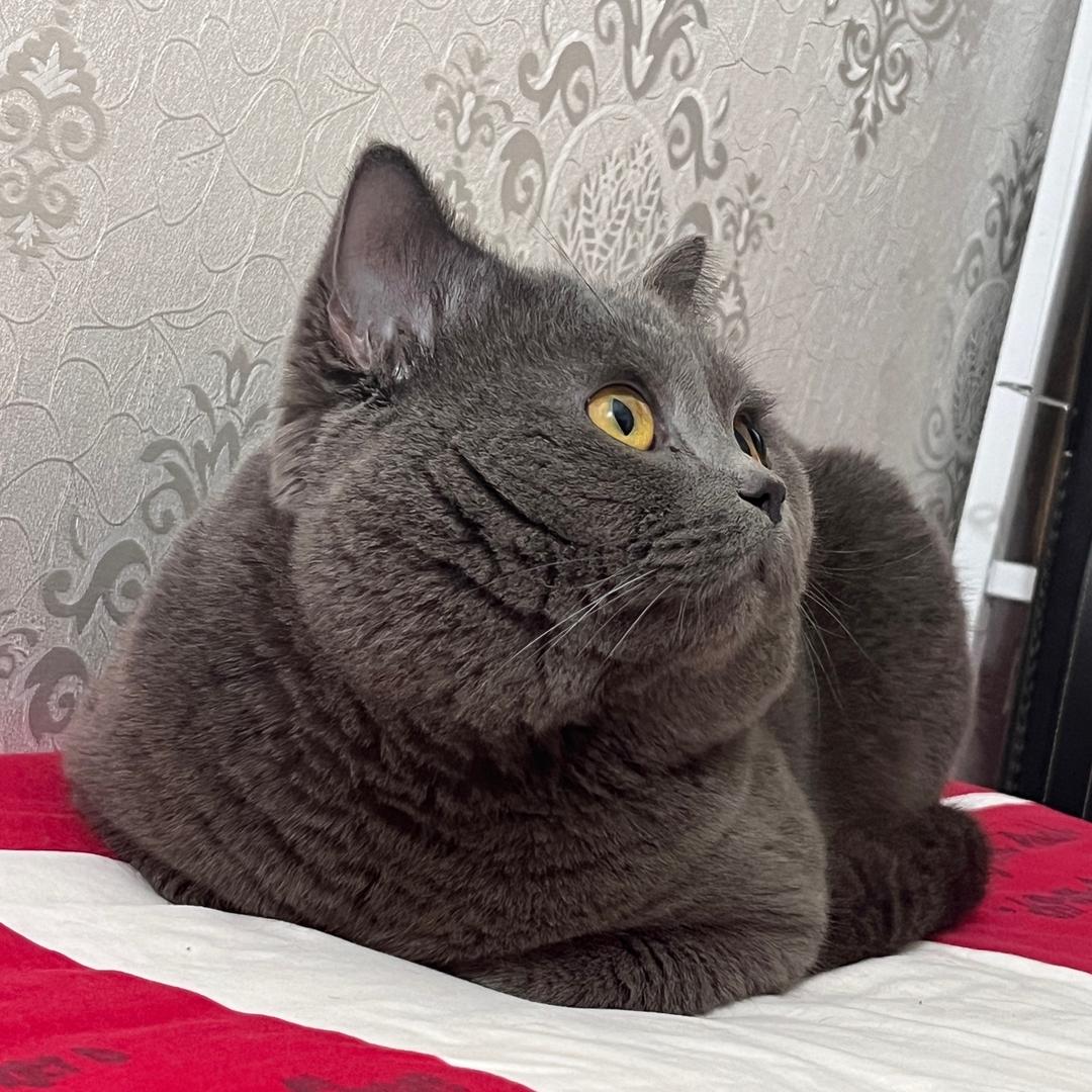 弈